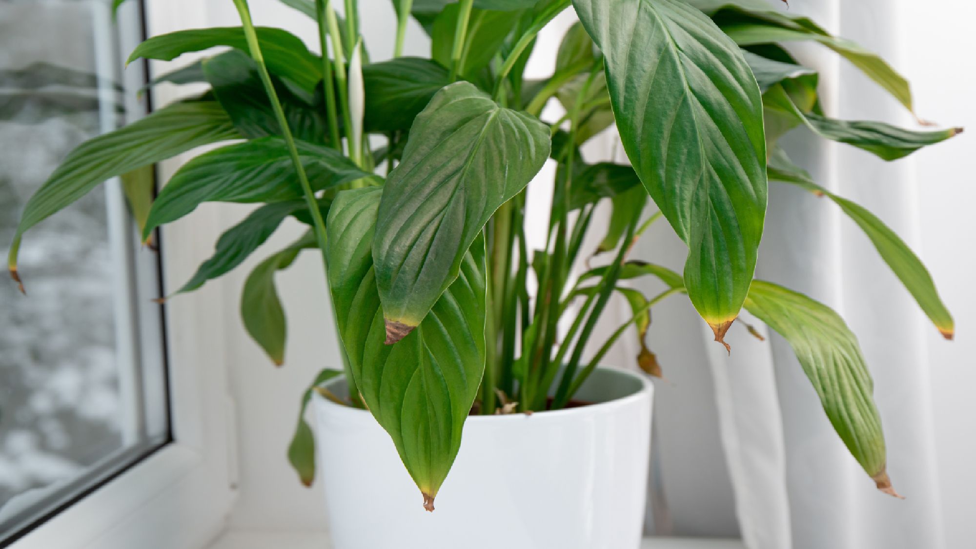 Peace lily tips turning brown? You're probably blaming the wrong thing