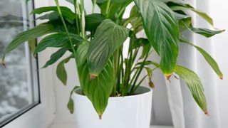 brown peace lily tips