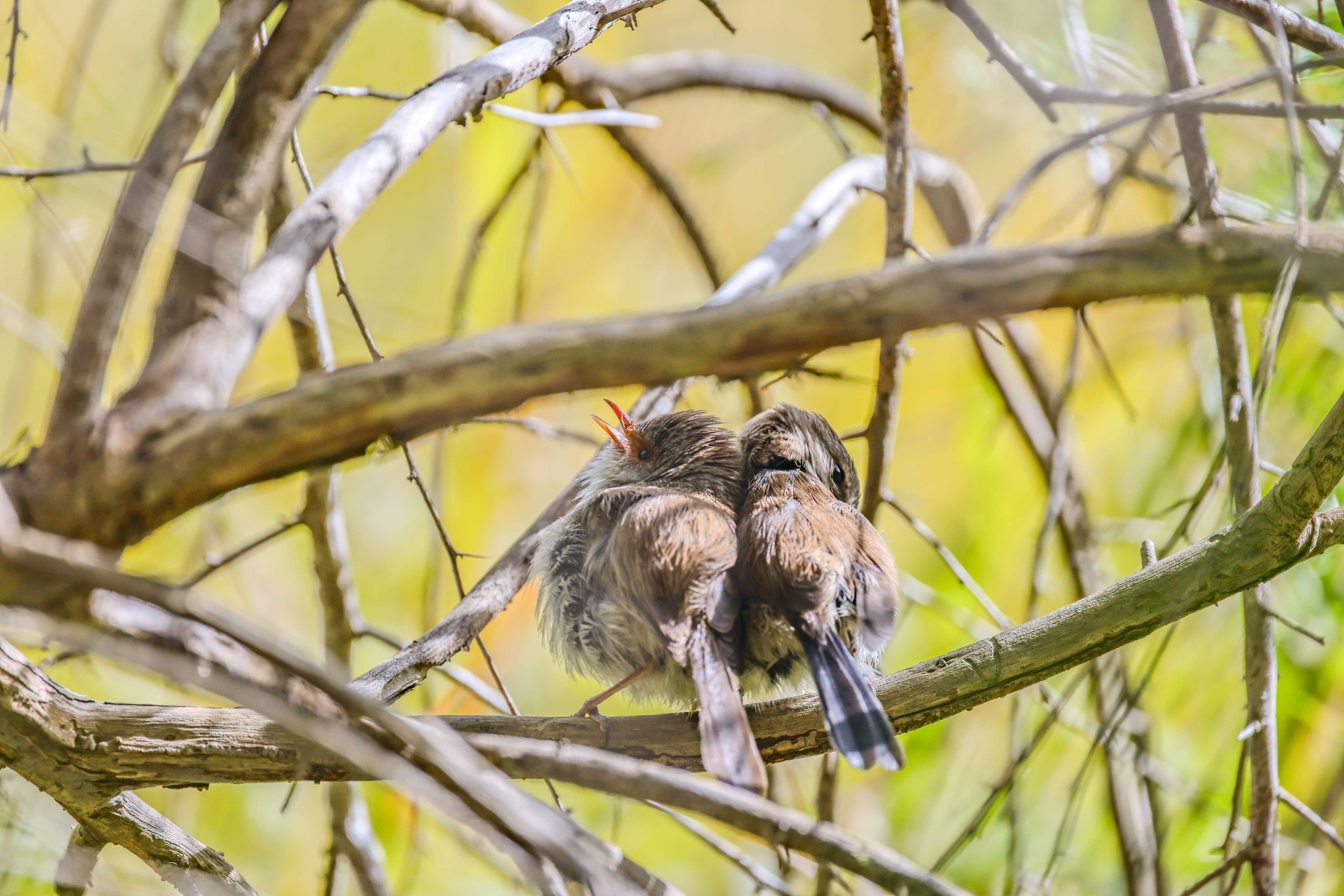 A female superb fairy wren and a juvenile
