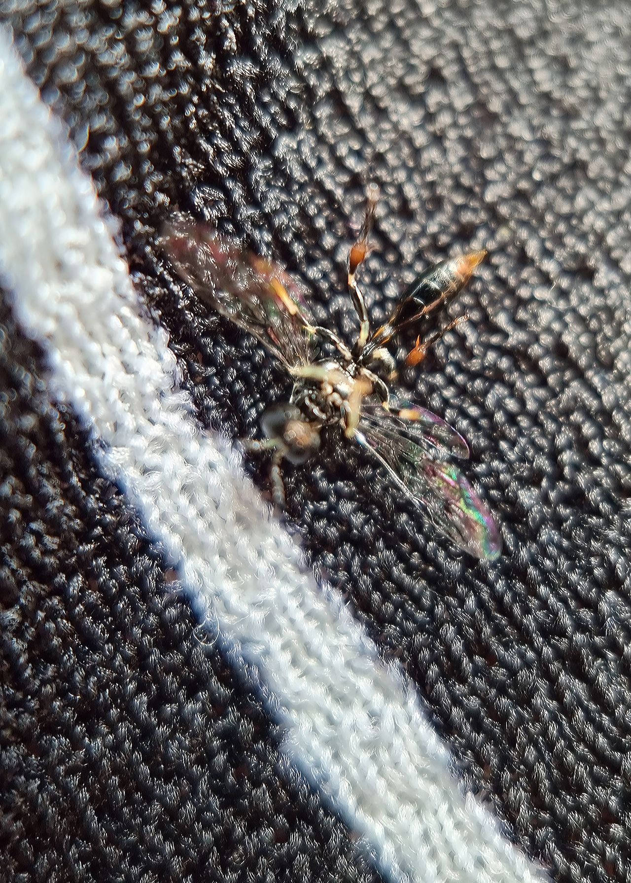 Moment Macro 10x lens review