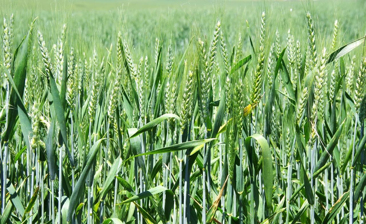 Winter Wheat Cover Crops