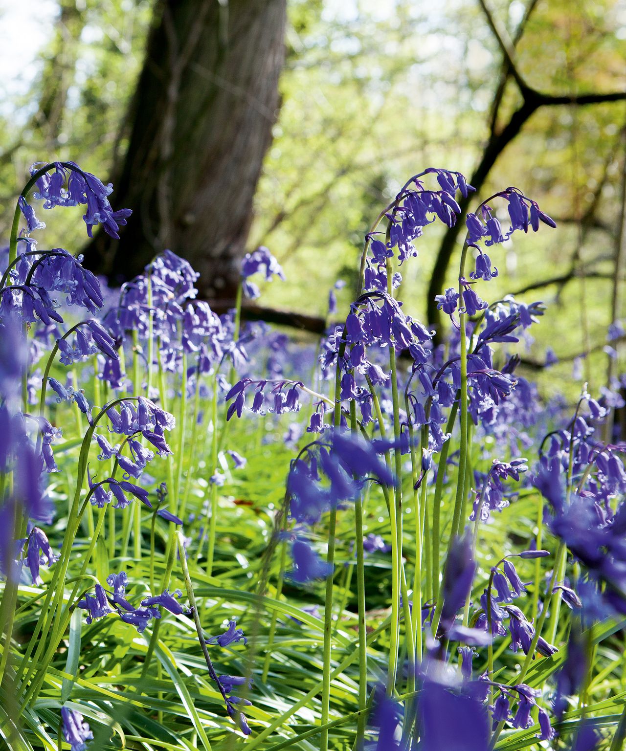 how to grow bluebells