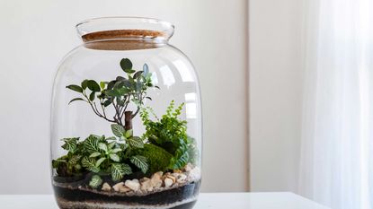 terrarium plants