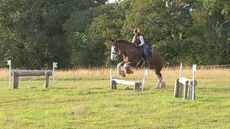 Clydesdale-xc2.jpg