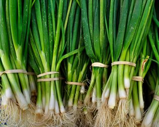 bunches of spring onions