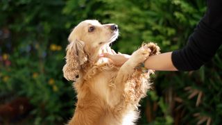 cocker spaniel and owner's hand