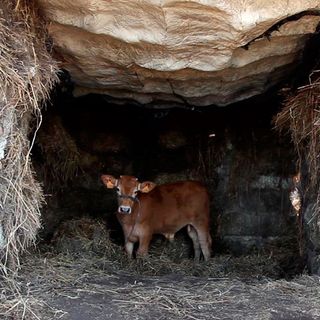 cow inside boulder