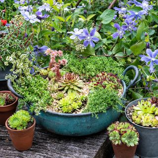 succulent pots and flowers