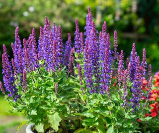 purple salvia in a pot