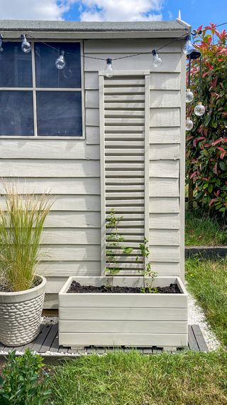 A white shed with a vertical climber flower bed