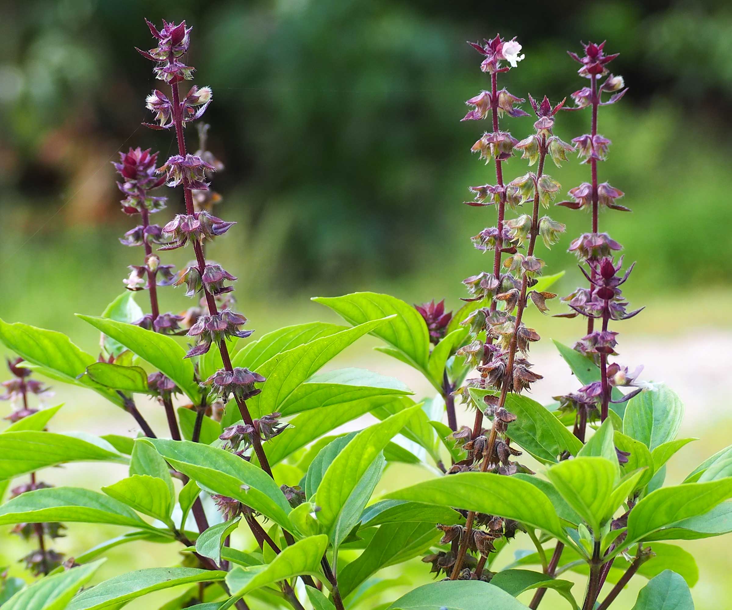 How to save basil seeds: to grow new herbs for free | Homes & Gardens