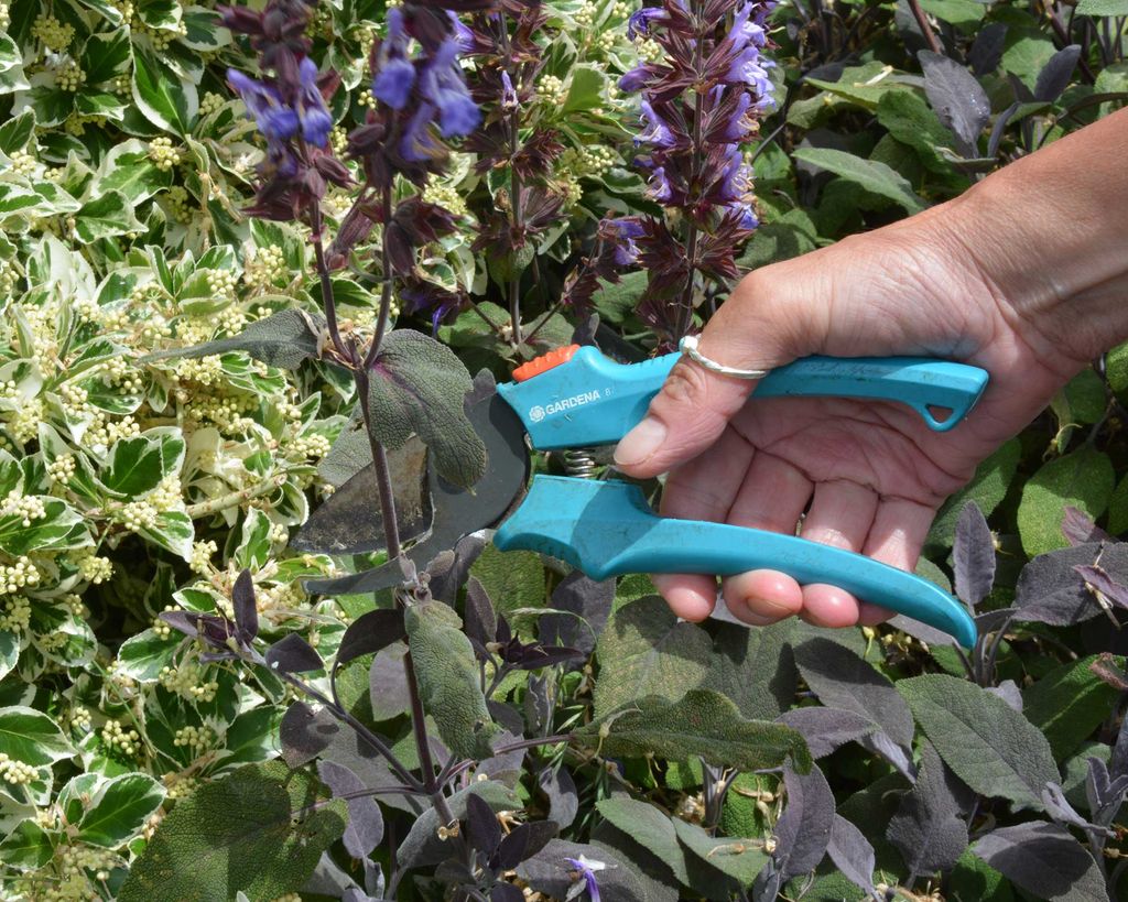 How to prune salvias and when to do it Gardeningetc