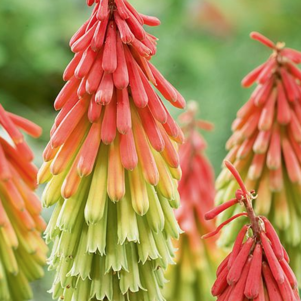 Red Hot Pokers