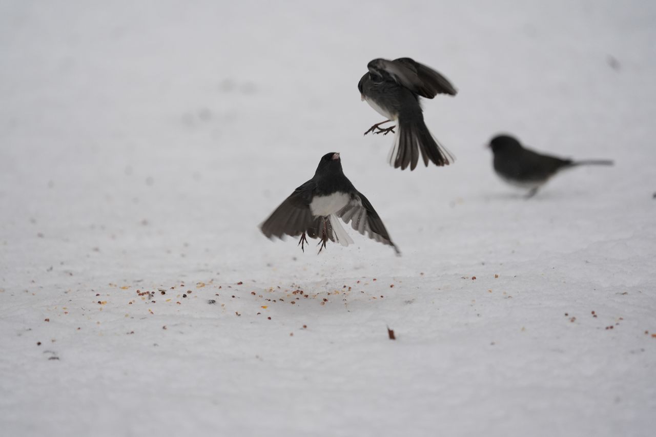 A bird photo taken with the Sony A7 V and FE 200-600mm f/25.6-6.3 G OSS
