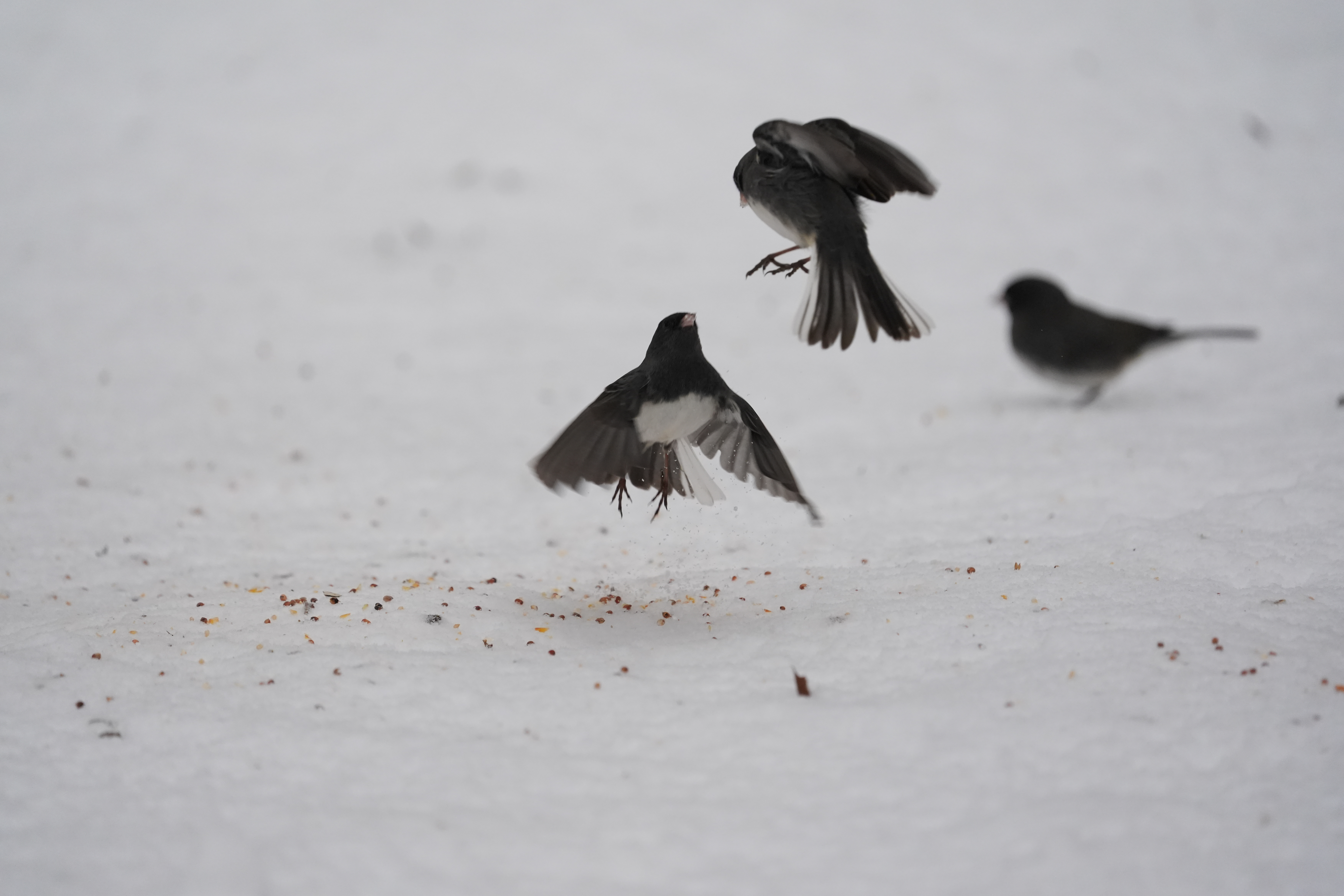 A bird photo taken with the Sony A7 V and FE 200-600mm f/25.6-6.3 G OSS