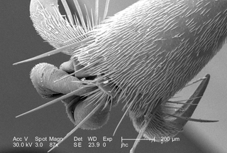 The foot of a hornet magnified 87 times.