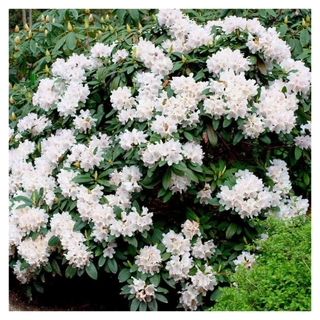 A shrub of white rhododendron flowers