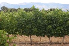 Rioja Tempranillo vines; Rioja crianza