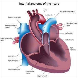 Normally, blood flows into the right atrium of the heart, goes down to the right ventricle, and is pumped to the lungs through the pulmonary artery. Then, blood returning from the lungs flows into the left atrium, goes down into the ventricle, and is pumped out to the body through the aorta. When a person has tetralogy of Fallot with pulmonary atresia, the pulmonary artery is blocked and there is a defect in the wall between the right and left ventricles. Blood without oxygen can flow directly from the right ventricle to the left, and is then pumped out into the body through the aorta.