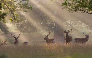 Deer stare out from a sun-drenched forest