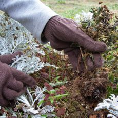 Gloved hands pulling weeds in a garden