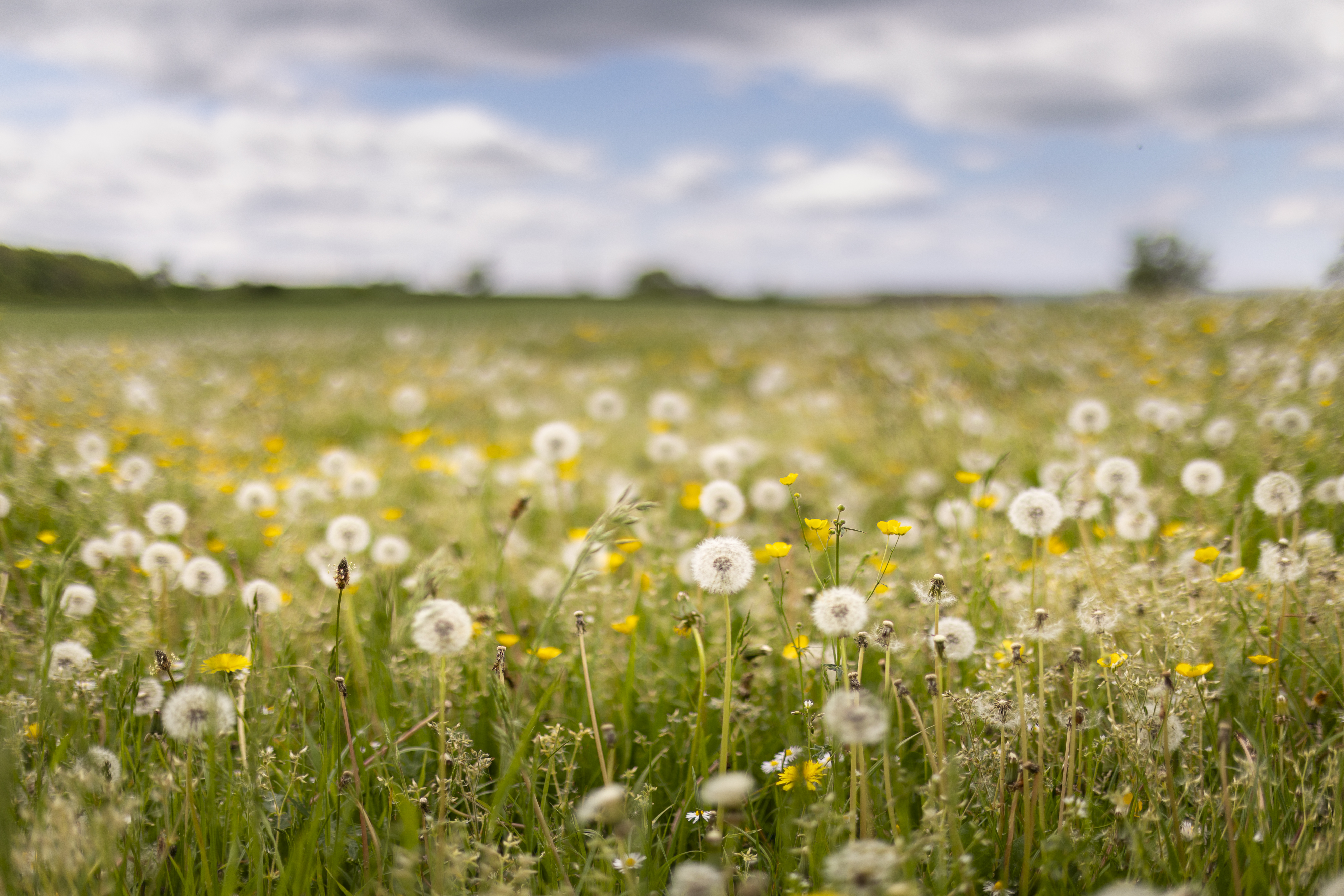 Shallow depth of field dandelion flowers