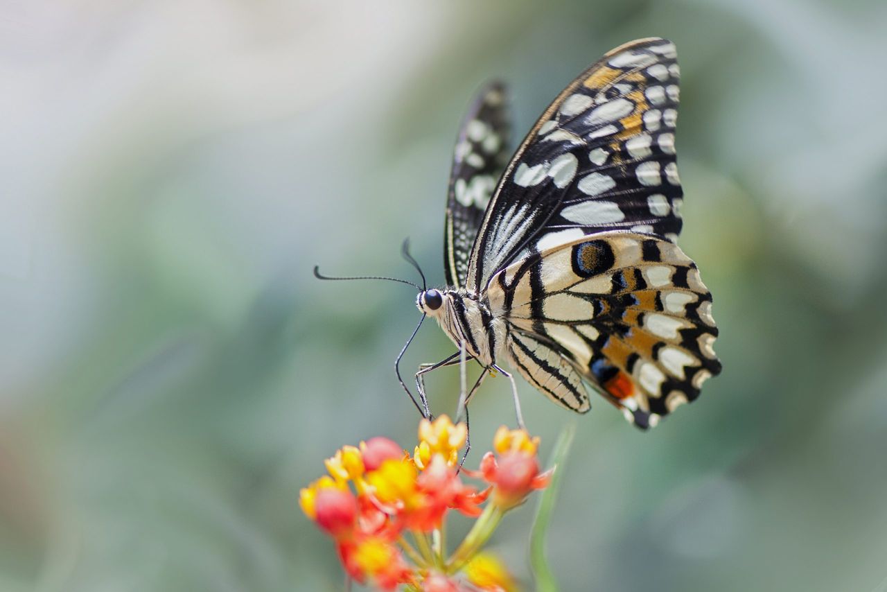 A swallowtail butterfly resting on a yellow and orange flower in Buckinghamshire.