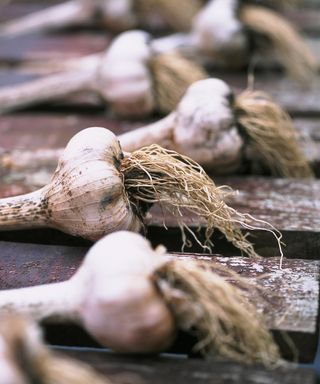 harvested garlic bulbs drying on a wooden rack