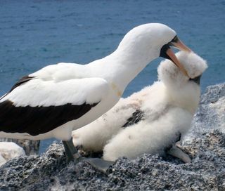 A Nazca booby biting a chick.