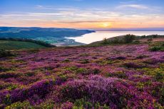 Bell heather on Selworthy Beacon looking towards Bossington Hill and Porlock Bay in Exmoor National Park. Somerset, England.