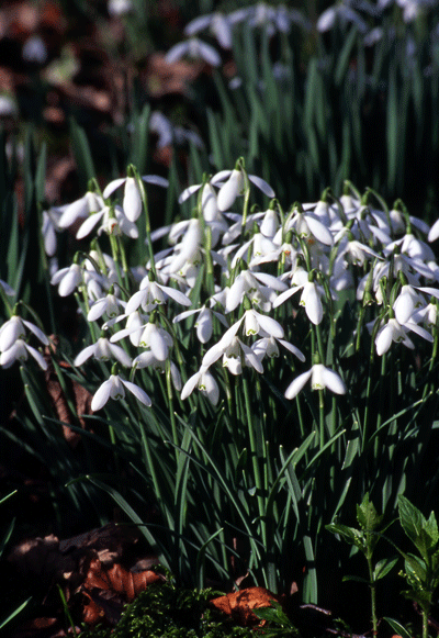 snowdrops7