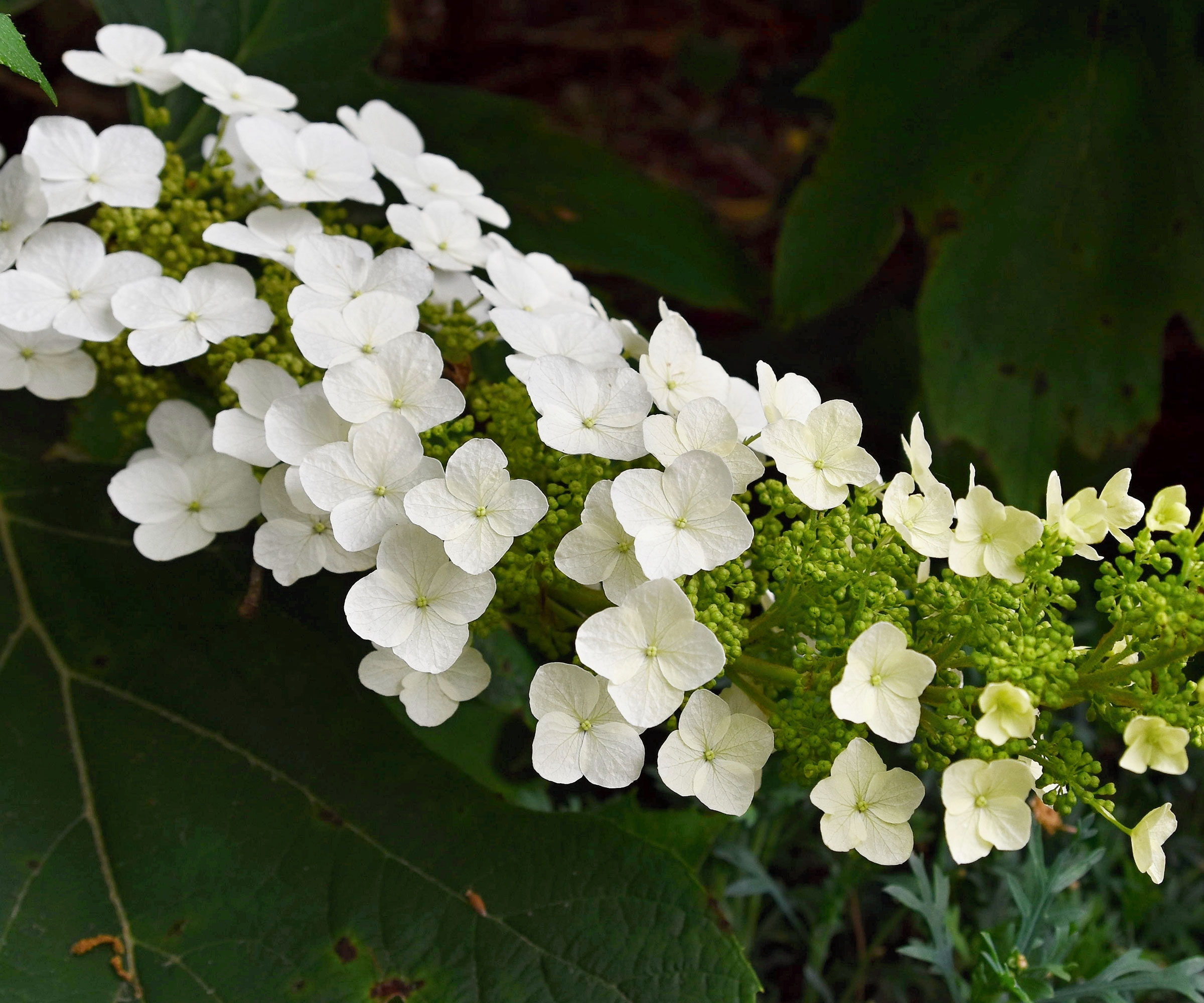 native hydrangea SnowQueen with white flower head
