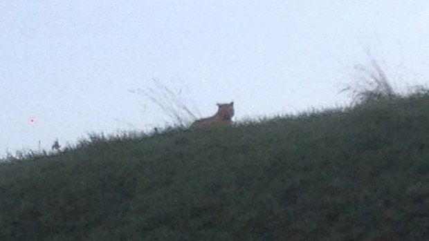 Photograph posted on the Ville de Montevrain Facebook page purporting to show the tiger