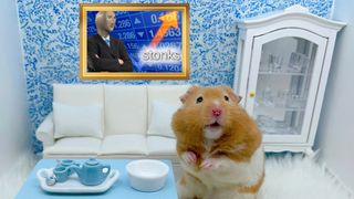 A cryptotrading hamster in his teeny living room