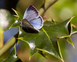 Holly Blue butterfly resting on holly leaf.