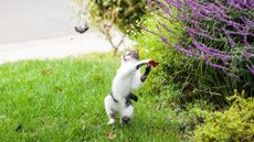 Cat flinging a mouse into the air.