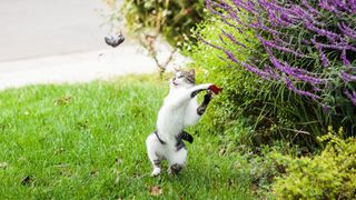 Cat flinging a mouse into the air.