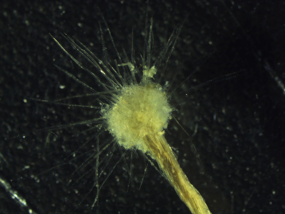 new protist species