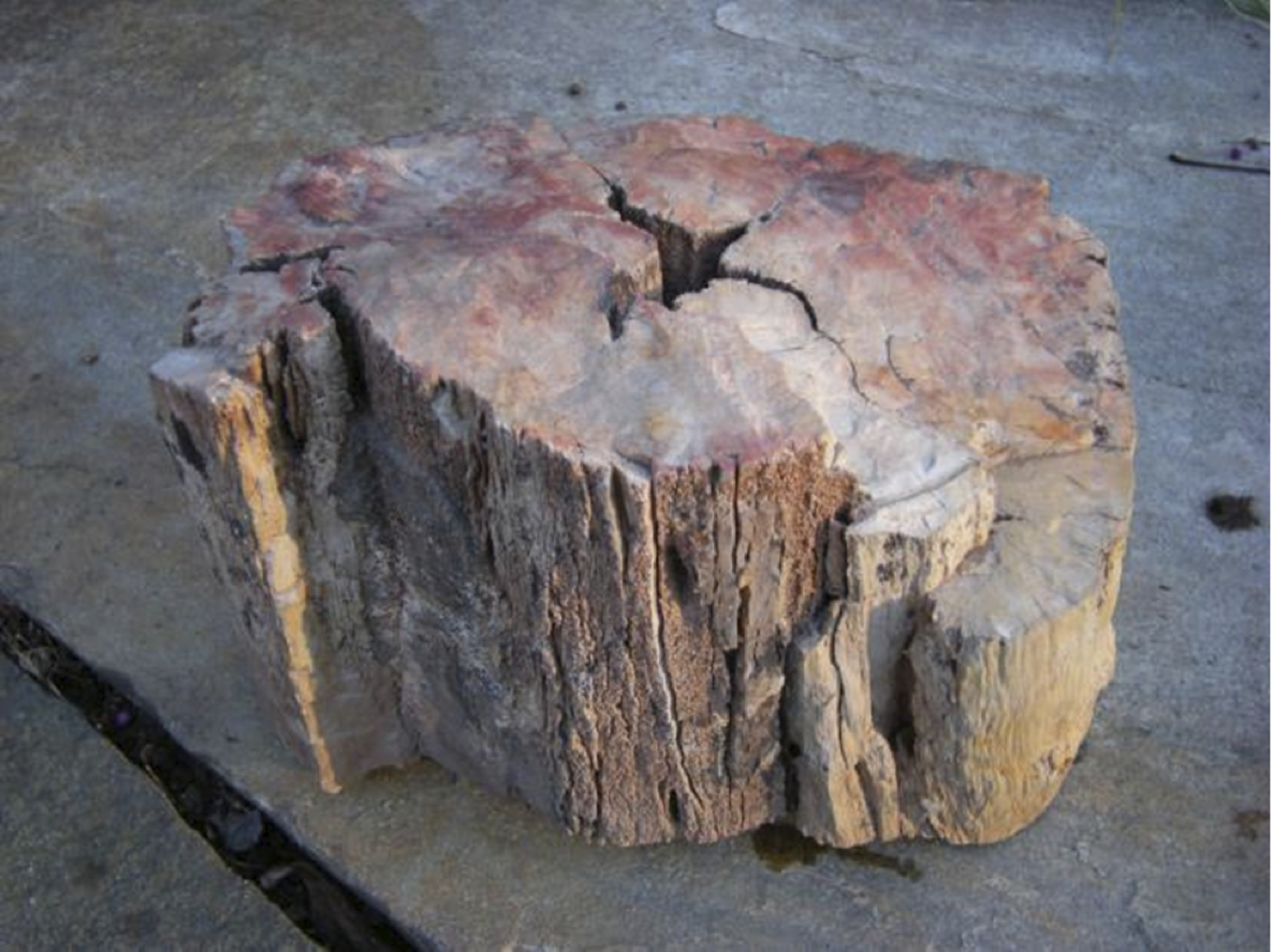 petrified wood fire scar