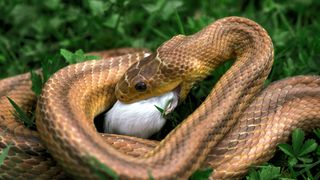 Snake eating rodent