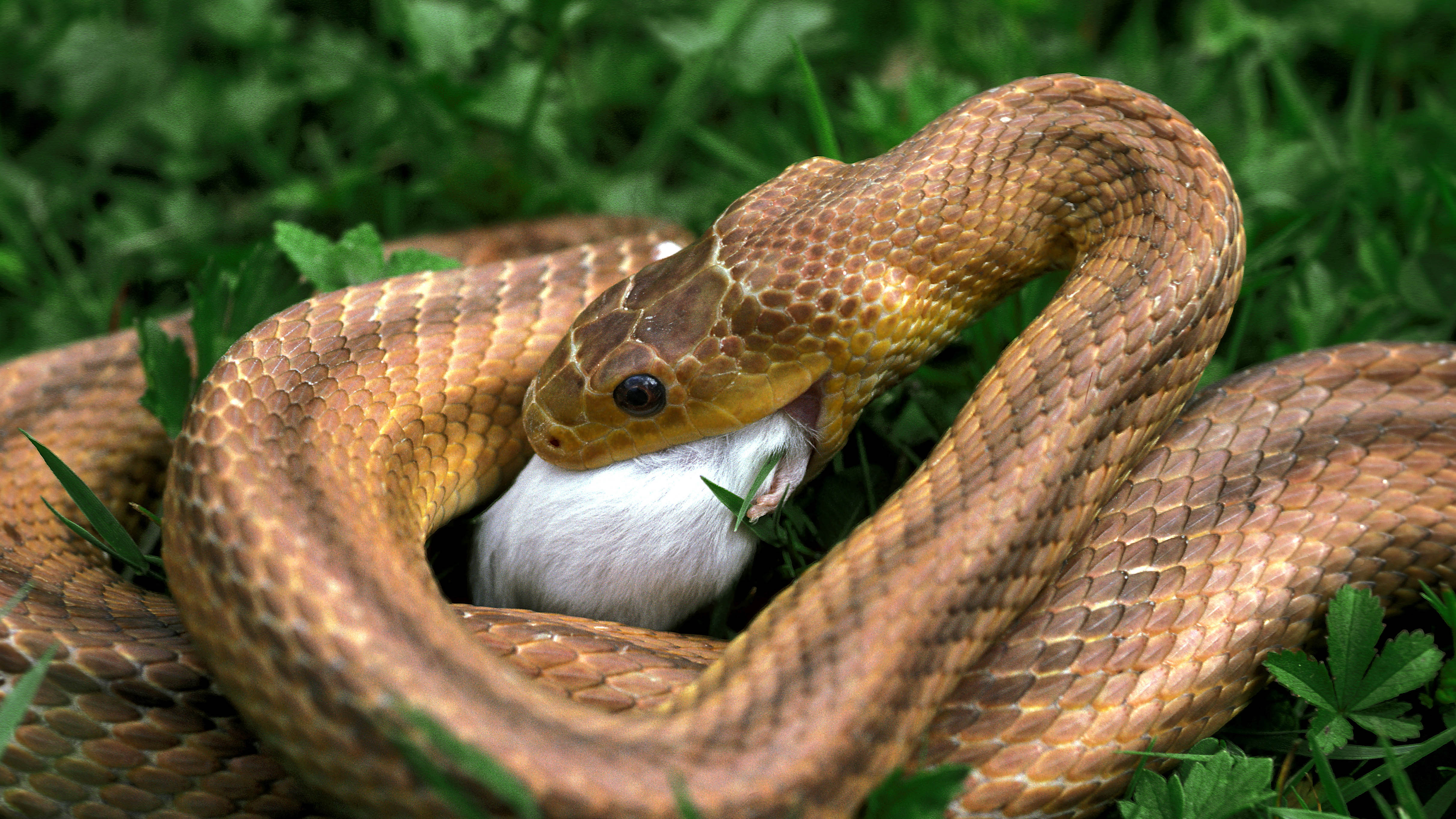 Serpent mangeant un rongeur
