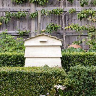 A hedged garden with a wooden composter box