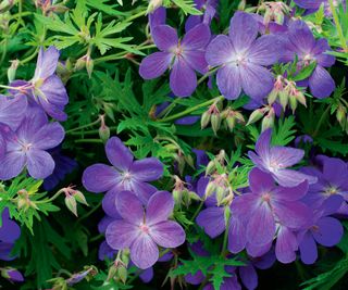 Flowers of the hardy perennial Geranium 'Johnson's Blue'