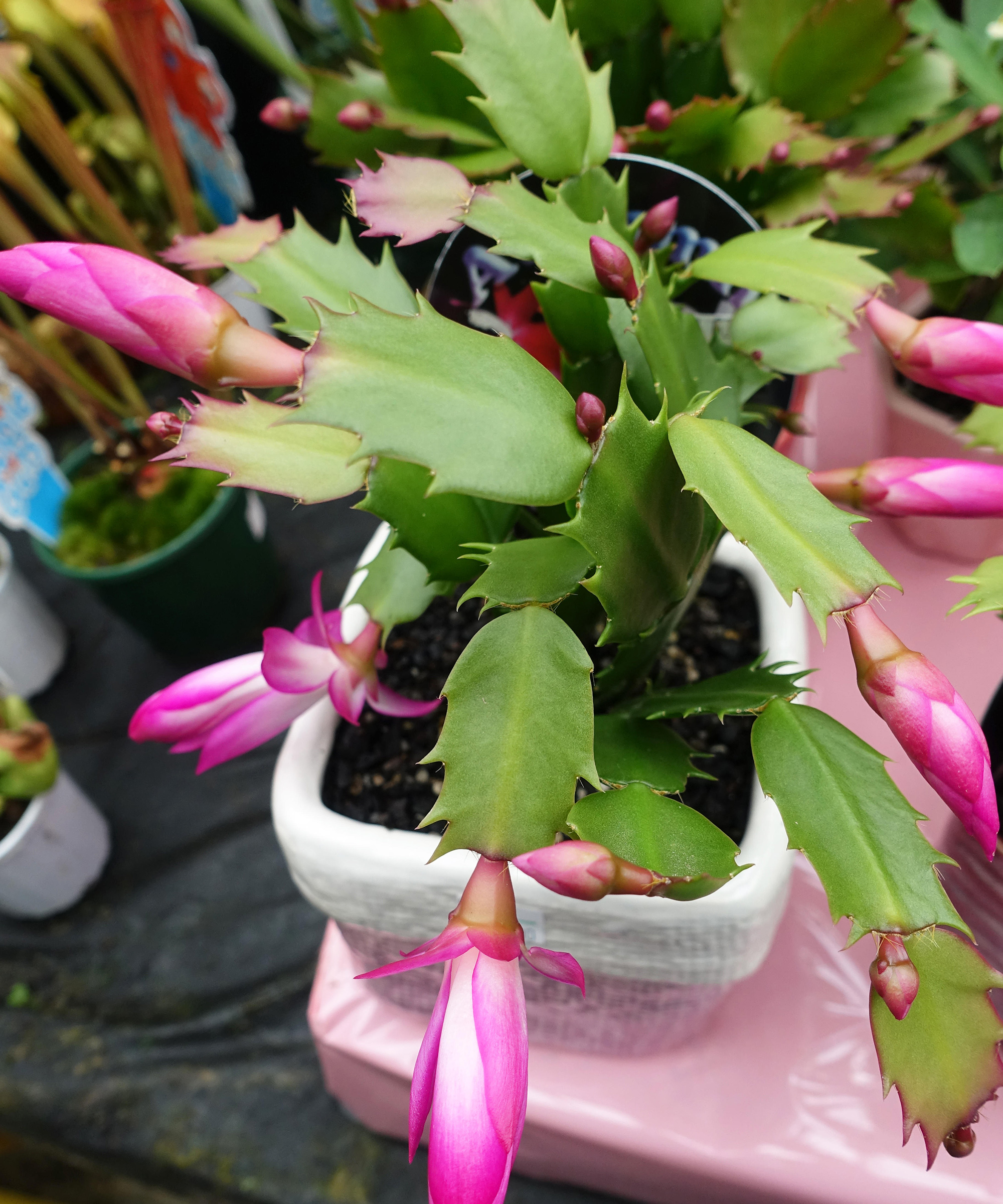 Many small thanksgiving cactus plants in pots