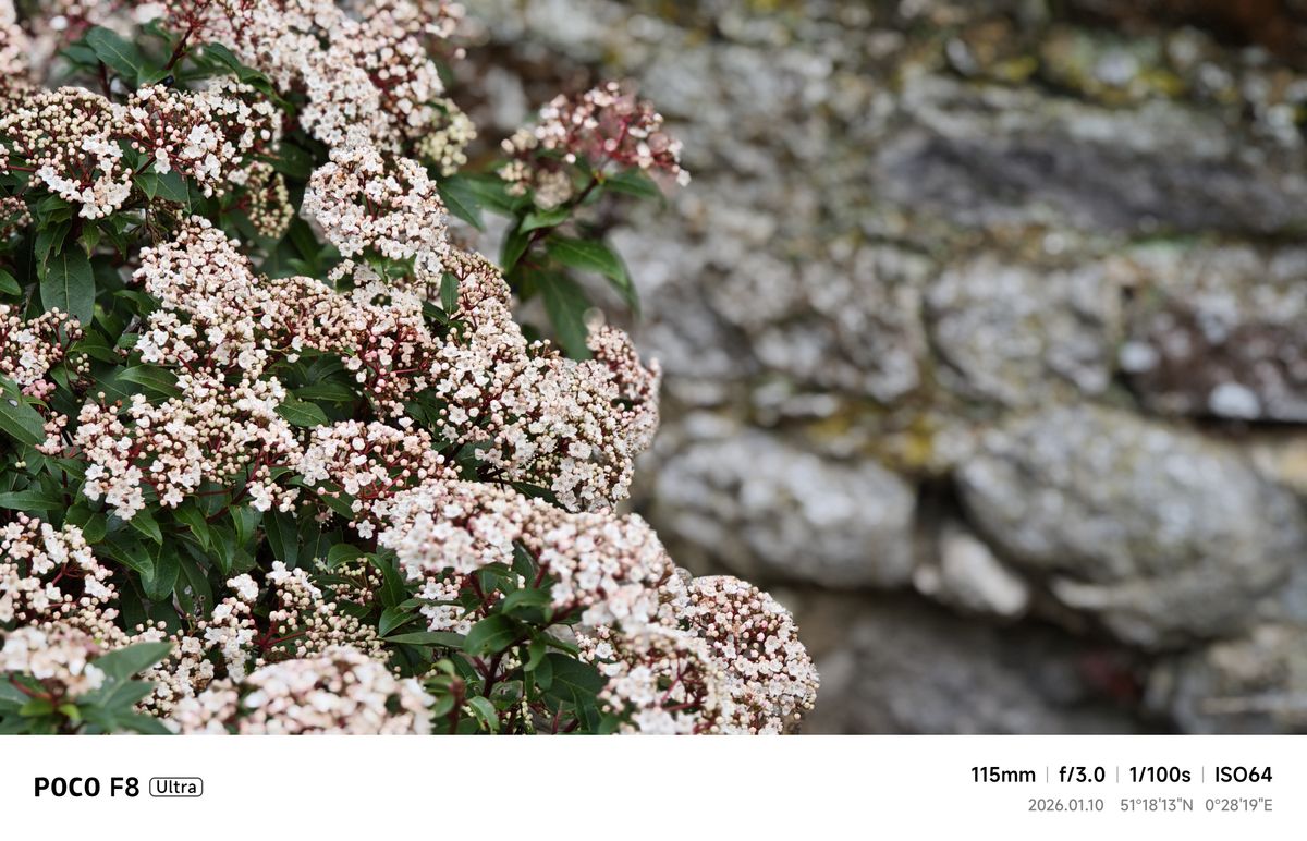 Flowers close up against grey wall