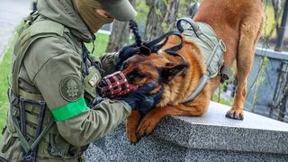 Belgian Malinois dog switches to Ukrainian side