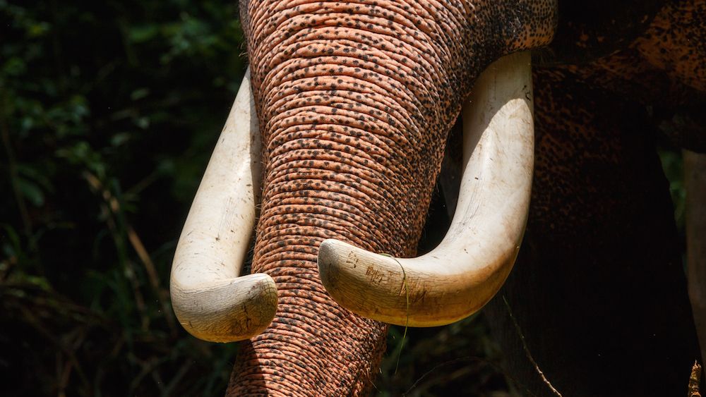 elephant tusks