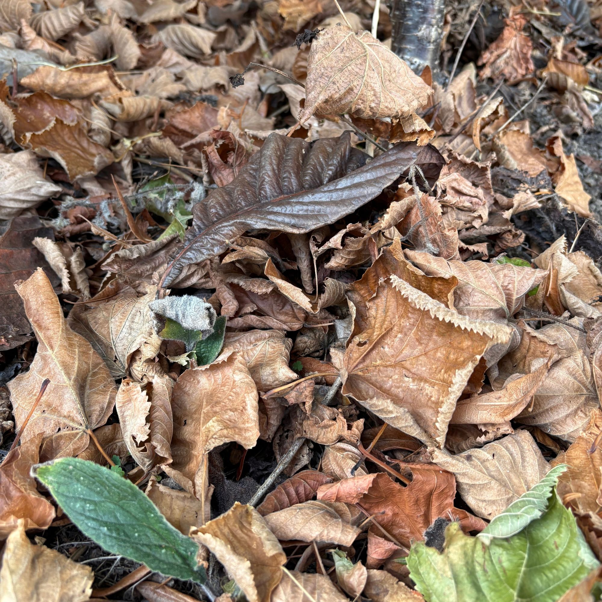 Fallen leaves in autumn garden