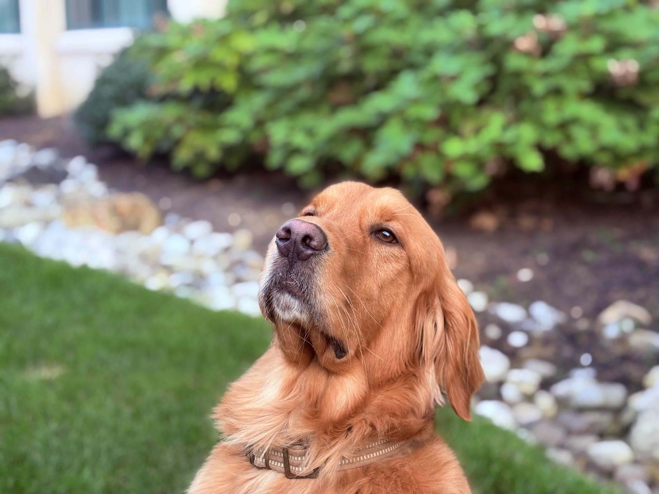 Apple iPhone 16 Plus Review, Camera Samples