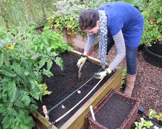 person planting garlic in a raised garden bed